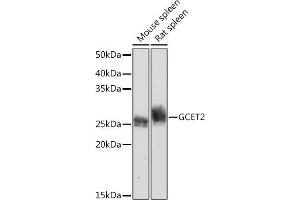 Western blot analysis of extracts of various cell lines, using GCET2 Rabbit mAb (ABIN7267378) at 1:1000 dilution. (GCET2 antibody)