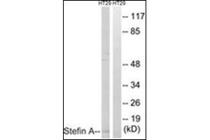 Western blot analysis of extracts from HT29 cells, using Stefin A Antibody . (CSTA antibody  (Internal Region))