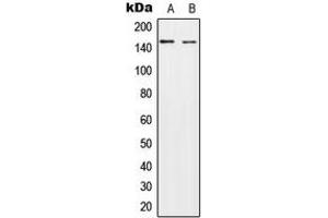 Western blot analysis of HECW2 expression in A549 (A), NIH3T3 (B) whole cell lysates. (HECW2 antibody  (Center))