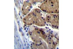 Formalin fixed and paraffin embedded human stomach tissue stained with DCDC5 Antibody (C-term) followed by peroxidase conjugation of the secondary antibody and DAB staining. (DCDC5 antibody  (C-Term))