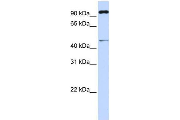 TRIM15 Antikörper  (Middle Region)