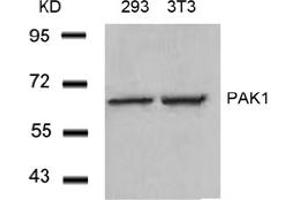 Image no. 3 for anti-P21-Activated Kinase 1 (PAK1) (Thr212) antibody (ABIN197365) (PAK1 antibody  (Thr212))