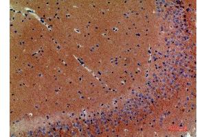 Immunohistochemistry (IHC) analysis of paraffin-embedded Mouse Brain, antibody was diluted at 1:200. (Neuregulin 3 antibody  (Internal Region))