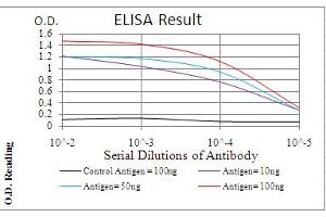 Fig. (PDPK1 antibody  (AA 457-556))