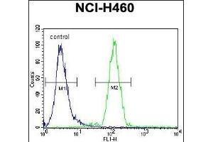 FUT4 Antibody (C-term) (ABIN656005 and ABIN2845382) flow cytometric analysis of NCI- cells (right histogram) compared to a negative control cell (left histogram).