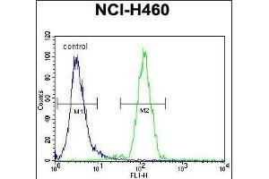 FUT4 Antibody (C-term) (ABIN656005 and ABIN2845382) flow cytometric analysis of NCI- cells (right histogram) compared to a negative control cell (left histogram). (CD15 antibody  (C-Term))