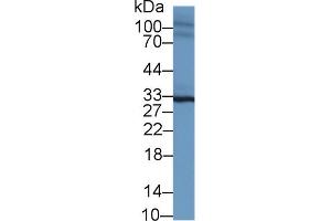 Western Blot; Sample: Mouse Heart lysate; Primary Ab: 1µg/ml Rabbit Anti-Mouse SPRY2 Antibody Second Ab: 0. (SPRY2 antibody  (AA 116-305))
