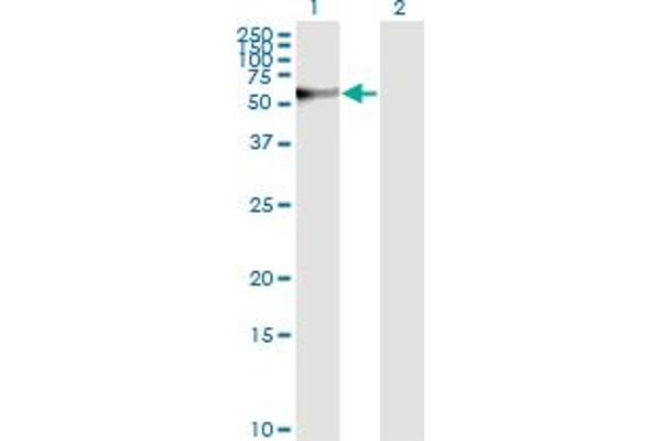 STIP1 antibody  (AA 1-543)