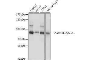 Western blot analysis of extracts of various cell lines, using DC/DC/DCLK1 antibody (ABIN7266842) at 1:1000 dilution. (DCLK1 antibody  (AA 630-729))