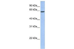 Western Blotting (WB) image for anti-Coiled-Coil Domain Containing 67 (CCDC67) antibody (ABIN2459669) (CCDC67 antibody)