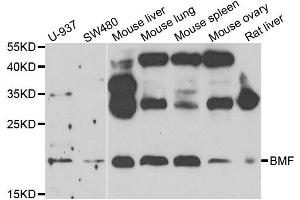 Western blot analysis of extracts of various cell lines, using BMF antibody. (BMF antibody)