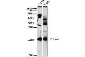 Western blot analysis of extracts of various cell lines, using PHLDA3 antibody (ABIN6292225) at 1:3000 dilution.