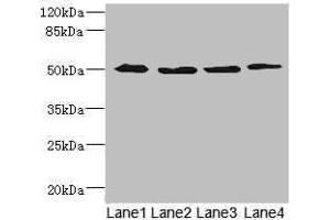 Western blot All lanes: SQRDL antibody at 4. (Sulfide:quinone Oxidoreductase, Mitochondrial (SQOR) (AA 211-450) antibody)