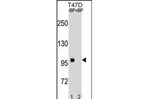 CTNNB1 Antibody (C-term) (ABIN1881236 and ABIN2838642) western blot analysis in T47D cell line lysates (35 μg/lane). (CTNNB1 antibody  (C-Term))