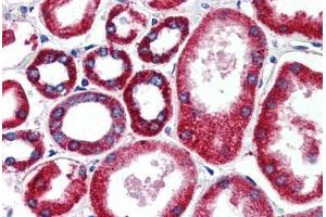 Human Kidney (formalin-fixed, paraffin-embedded) stained with FOLH1 antibody ABIN461834 at 15 ug/ml followed by biotinylated goat anti-rabbit IgG secondary antibody ABIN481713, alkaline phosphatase-streptavidin and chromogen. (PSMA antibody)
