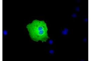 Anti-PEX5 mouse monoclonal antibody (ABIN2453451) immunofluorescent staining of COS7 cells transiently transfected by pCMV6-ENTRY PEX5 (RC202062). (PEX5 antibody)