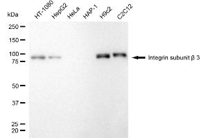 anti-Beta3 Integrin Subunit antibody