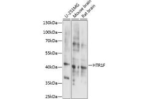 Western blot analysis of extracts of various cell lines, using HTR1F antibody (ABIN7265339) at 1:1000 dilution. (HTR1F antibody  (AA 200-290))
