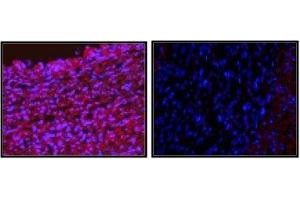 Immunofluorescence staining of pig iliac artery cryo sections. (YY1 antibody  (full length))