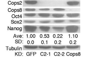 Western Blotting (WB) image for anti-SRY (Sex Determining Region Y)-Box 2 (SOX2) antibody (ABIN2855074)