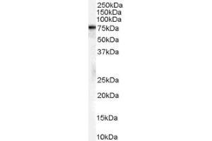 Image no. 1 for anti-Heat Shock 70kDa Protein 8 (HSPA8) (Internal Region), (Isoform 1) antibody (ABIN374703) (Hsc70 antibody  (Internal Region, Isoform 1))