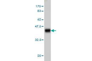 Western Blot detection against Immunogen (36. (ASCL1 antibody  (AA 137-236))