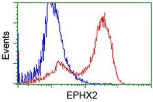 HEK293T cells transfected with either RC202489 overexpress plasmid (Red) or empty vector control plasmid (Blue) were immunostained by anti-EPHX2 antibody (ABIN2452991), and then analyzed by flow cytometry. (EPHX2 antibody)