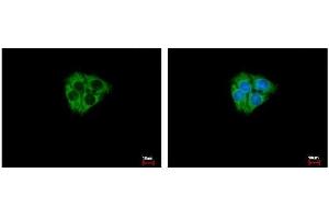 ICC/IF Image DCAMKL2 antibody [N2C2], Internal detects DCAMKL2 protein at Cytoplasm by immunofluorescent analysis. (DCLK2 antibody)
