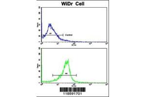 Flow cytometric analysis of widr cells using PRELP Antibody (bottom histogram) compared to a negative control cell (top histogram). (PRELP antibody  (C-Term))