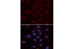 Immunofluorescence analysis of U2OS cell using KPNA1 antibody. (KPNA1 antibody  (AA 1-300))
