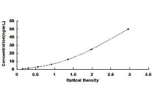 CYP2B6 ELISA Kit
