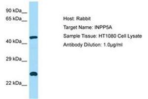 Image no. 1 for anti-Inositol Polyphosphate-5-Phosphatase, 40kDa (INPP5A) (AA 263-312) antibody (ABIN6749887) (INPP5A antibody  (AA 263-312))