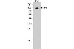 Western Blotting (WB) image for anti-NEDD4 Binding Protein 1 (N4BP1) (Internal Region) antibody (ABIN3185752) (N4BP1 antibody  (Internal Region))