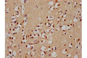 IHC image of ABIN7155365 diluted at 1:400 and staining in paraffin-embedded human brain tissue performed on a Leica BondTM system. (HIST1H2AC antibody  (AA 2-130))