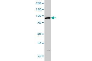 SRPK1 monoclonal antibody (M01), clone 6H5 Western Blot analysis of SRPK1 expression in IMR-32 . (SRPK1 antibody  (AA 371-470))