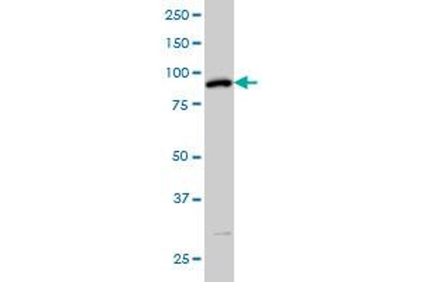 SRPK1 antibody  (AA 371-470)