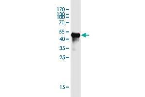 Western Blot detection against Immunogen (45. (AGPHD1 antibody  (AA 1-172))