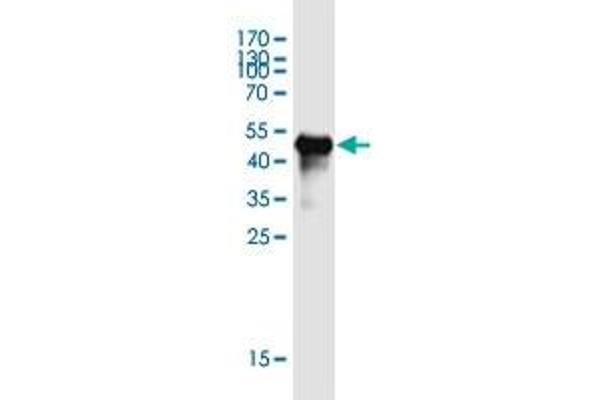 AGPHD1 antibody  (AA 1-172)