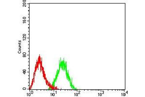 Flow cytometric analysis of HL-60 cells using CD197 mouse mAb (green) and negative control (red).