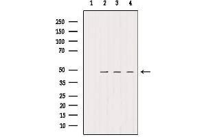 Western blot analysis of extracts from various samples, using SMCR7/MID49 Antibody. (SMCR7 antibody)