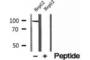 Western blot analysis of extracts of HepG2 cells, using MCM10 antibody.