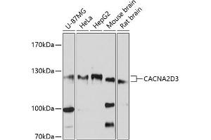 Western blot analysis of extracts of various cell lines, using CD3 antibody (ABIN6130020, ABIN6137813, ABIN6137814 and ABIN6214523) at 1:3000 dilution. (CACNA2D3 antibody  (AA 900-1040))