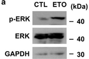 Western Blotting (WB) image for anti-Glyceraldehyde-3-Phosphate Dehydrogenase (GAPDH) antibody (ABIN2857072)