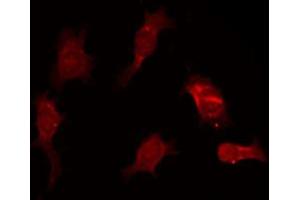 ABIN6266555 staining NIH-3T3 by IF/ICC. (GZMB antibody)