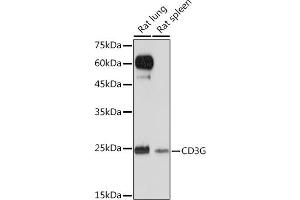Western blot analysis of extracts of various cell lines, using CD3G Rabbit mAb (ABIN1682574, ABIN3018517, ABIN3018518 and ABIN7101622) at 1:1000 dilution. (CD3G antibody)