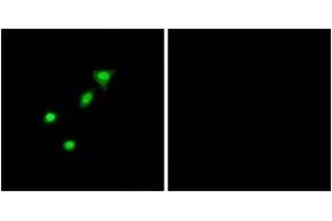 Immunofluorescence analysis of A549 cells, using REQU Antibody. (DPF2 antibody  (AA 151-200))