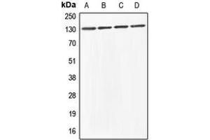 Western blot analysis of ABL1/2 expression in HeLa (A), HEK293T (B), Raw264. (ABL1/2 antibody  (C-Term))