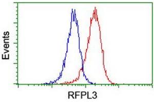 Image no. 10 for anti-Ret Finger Protein-Like 3 (RFPL3) antibody (ABIN1500675) (RFPL3 antibody)