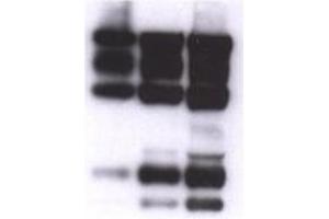 Image no. 1 for anti-Nidogen 1 (NID1) antibody (ABIN341126) (Nidogen 1 antibody)
