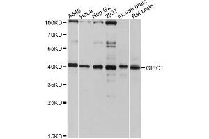Western blot analysis of extracts of various cell lines, using GIPC1 antibody (ABIN4903763) at 1:3000 dilution. (GIPC1 antibody)